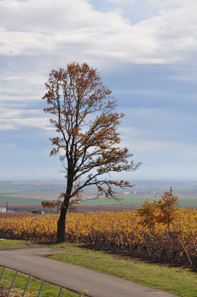 Vanaf de wijngaarden kijk je tot ver in de omtrek van Recas